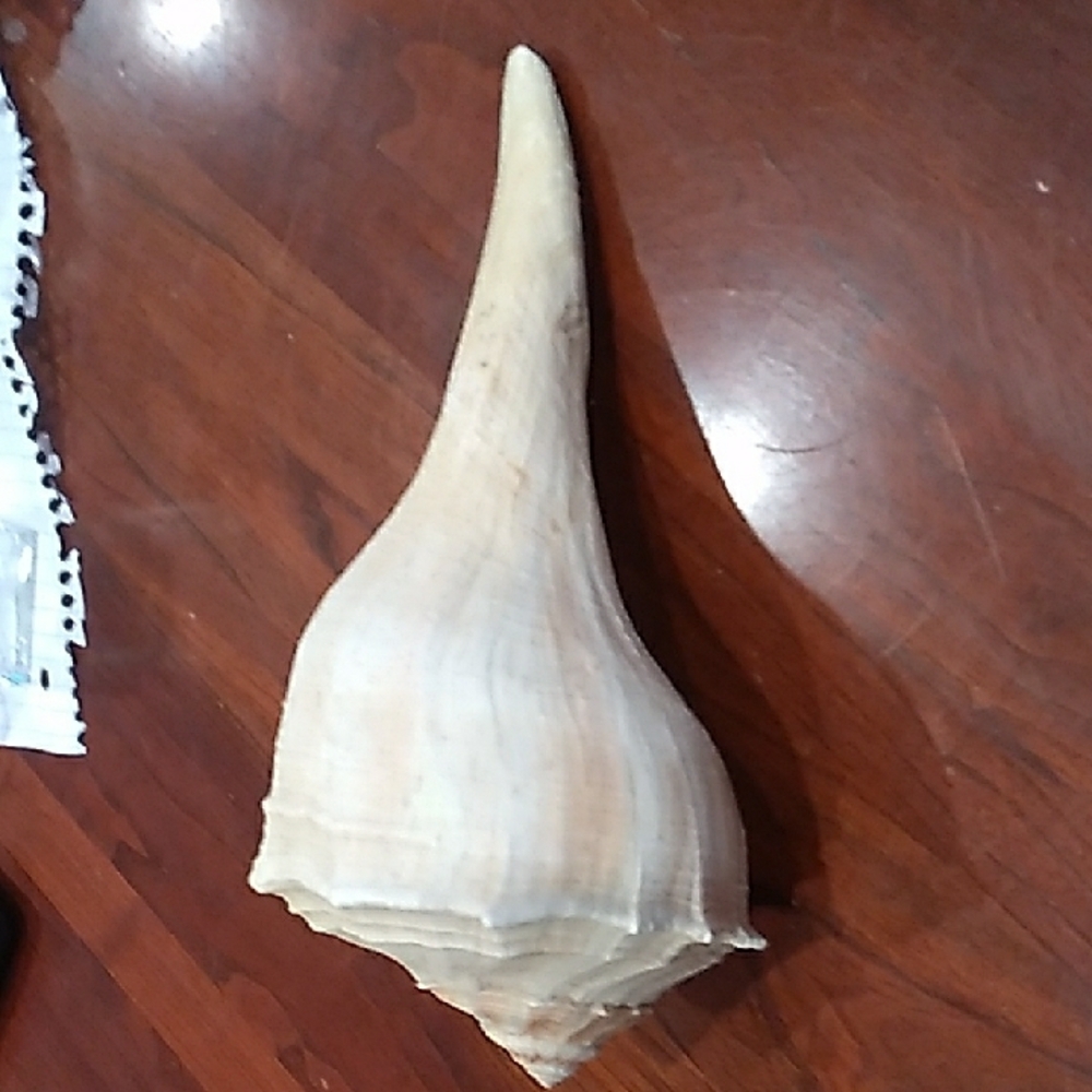 Large White Seashell Decor - Picture 5 of 9